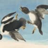 Audubon's Watercolors Pl. 342, Common Goldeneye