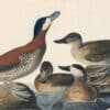 Audubon's Watercolors Pl. 343, Ruddy Duck