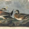 Audubon's Watercolors Pl. 345, American Wigeon