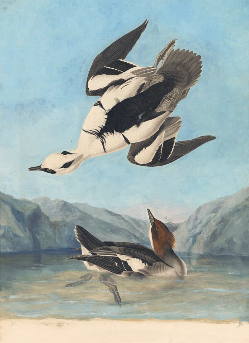 Audubon's Watercolors Pl. 347, Smew