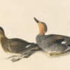 Audubon's Watercolors Pl. 348, Gadwall