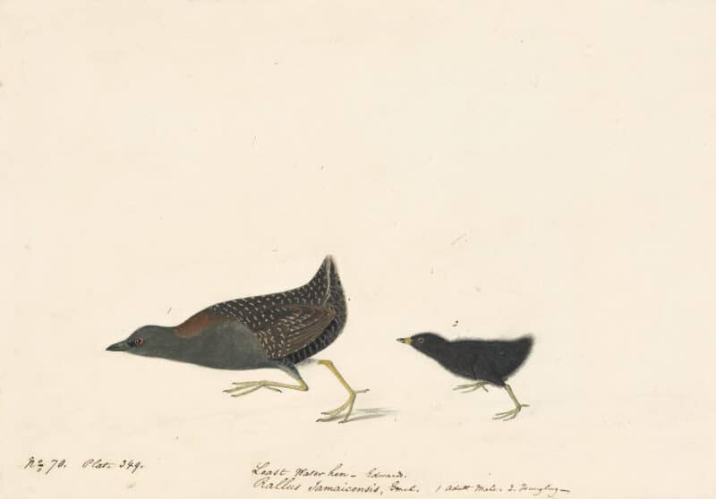 Audubon's Watercolors Pl. 349, Black Rail