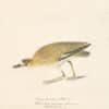 Audubon's Watercolors Pl. 350, Mountain Plover