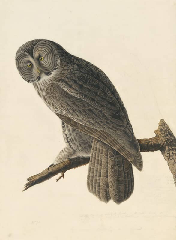 Audubon's Watercolors Octavos - The New-York Historical Society Edition