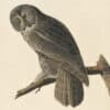 Audubon's Watercolors Pl. 351, Great Gray Owl