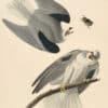 Audubon's Watercolors Pl. 352, Black-shouldered Kite