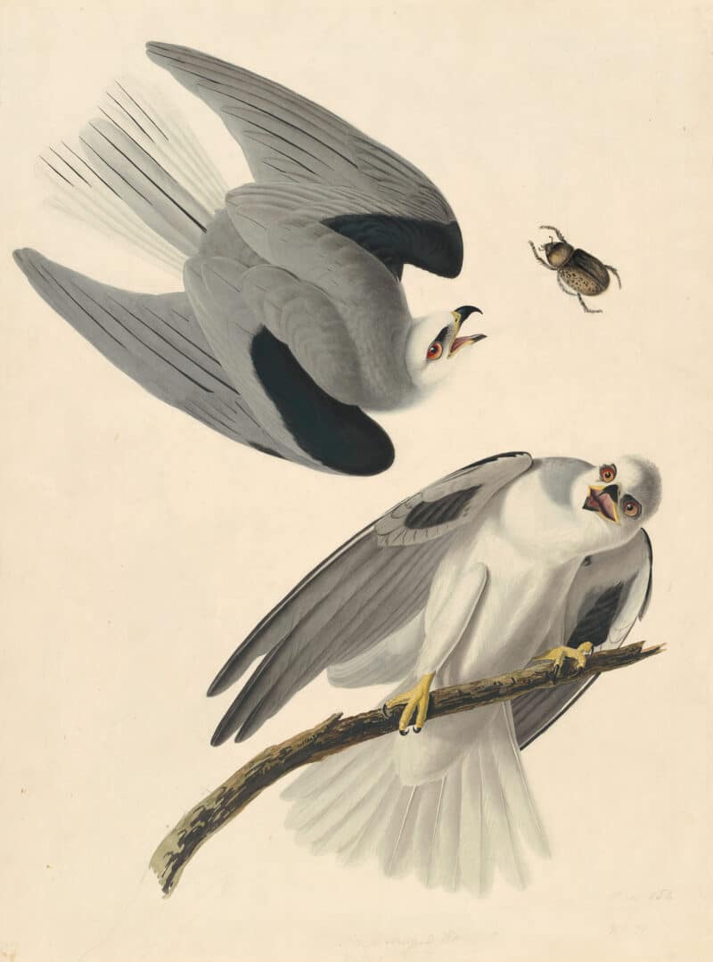 Audubon's Watercolors Pl. 352, Black-shouldered Kite
