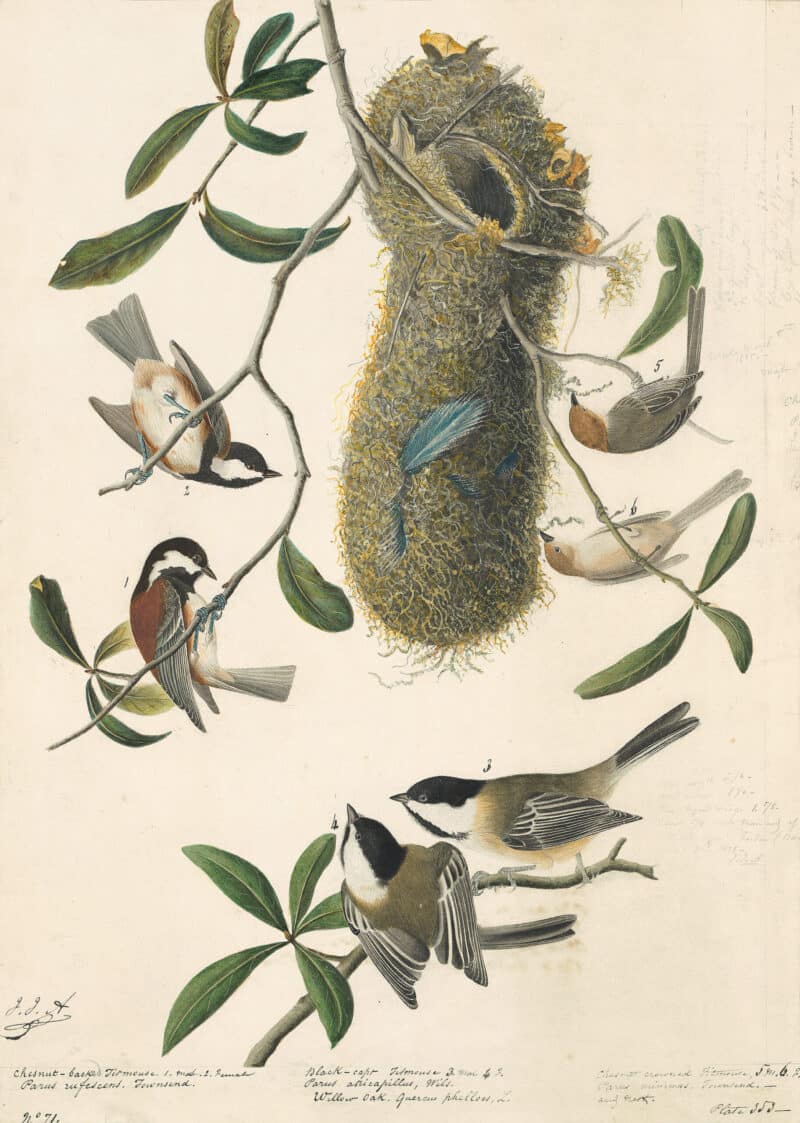 Audubon's Watercolors Pl. 353, Chestnut-backed Chickadee, Common Bushtit , Black-capped Chickadee, Winter