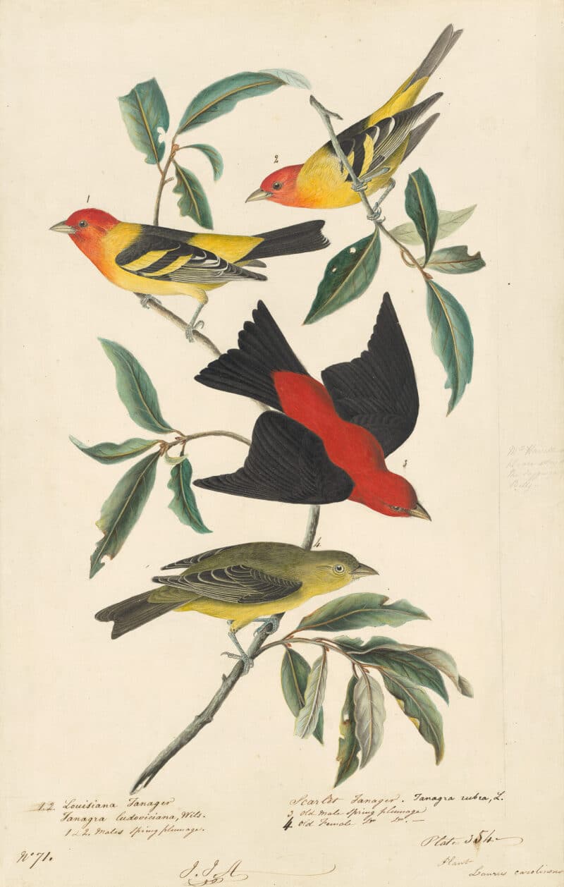 Audubon's Watercolors Pl. 354, Western Tanager and Scarlet Tanager