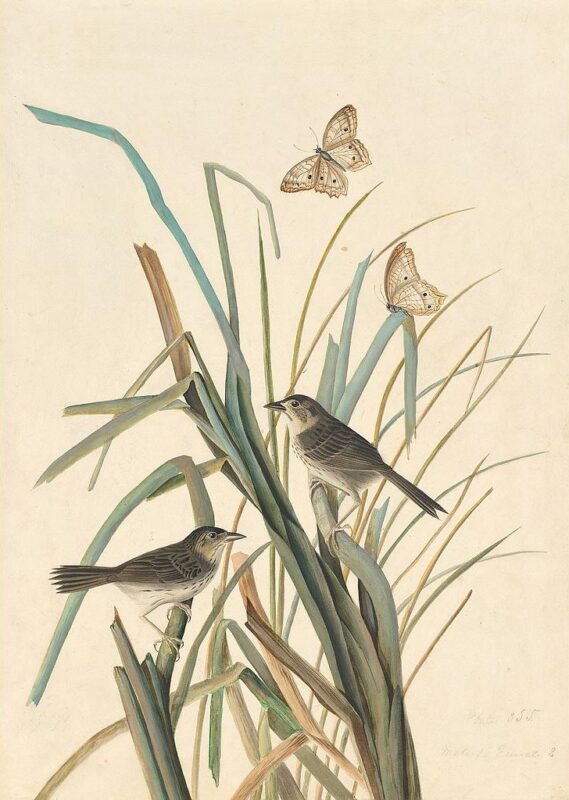 Audubon's Watercolors Pl. 355, Seaside Sparrow