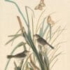 Audubon's Watercolors Pl. 355, Seaside Sparrow
