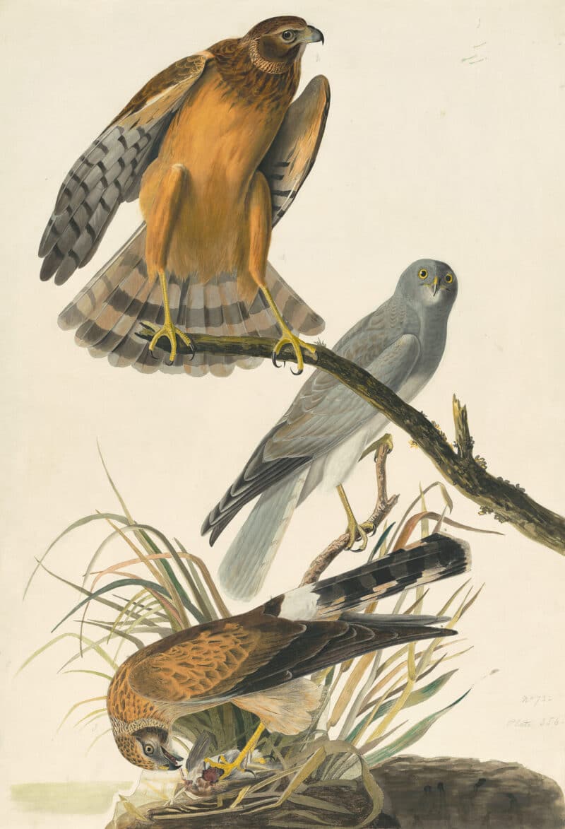 Audubon's Watercolors Pl. 356, Northern Harrier