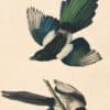 Audubon's Watercolors Pl. 357, Black-billed Magpie