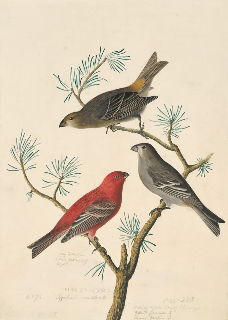 Audubon's Watercolors Pl. 358, Pine Grosbeak