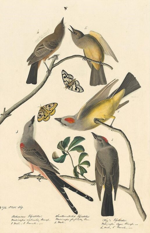 Audubon's Watercolors Pl. 359, Say's Phoebe, Western Kingbird, Scissor-tailed Flycatcher