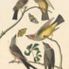 Audubon's Watercolors Pl. 359, Say's Phoebe, Western Kingbird, Scissor-tailed Flycatcher