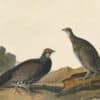Audubon's Watercolors Pl. 361, Blue Grouse