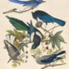 Audubon's Watercolors Pl. 362, Scrub Jay, Steller's Jay, Yellow-billed Magpie, Clark's Nutcracker