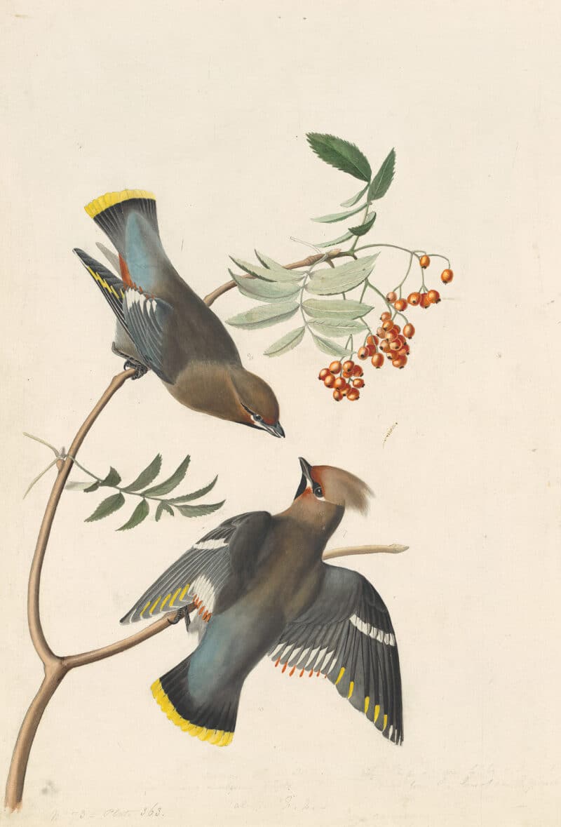 Audubon's Watercolors Pl. 363, Bohemian Waxwing