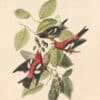 Audubon's Watercolors Pl. 364, White-winged Crossbill