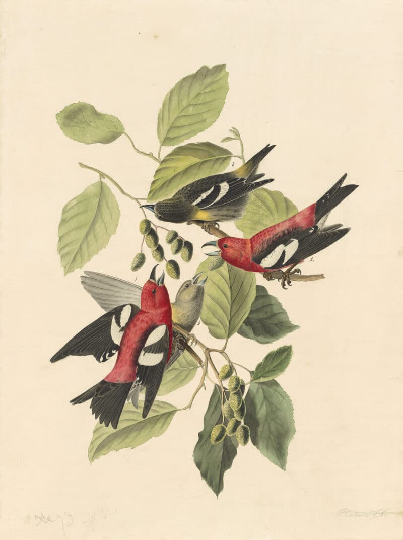 Audubon's Watercolors Pl. 364, White-winged Crossbill