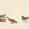 Audubon's Watercolors Pl. 365, Lapland Longspur