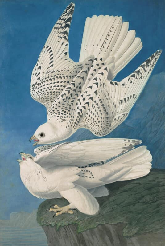 Audubon's Watercolors - The New-York Historical Society Edition
