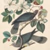 Audubon's Watercolors Pl. 367, Band-tailed Pigeon