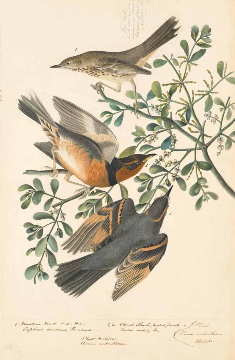 Audubon's Watercolors Pl. 369, Sage Thrasher and Varied Thrush
