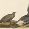 Audubon's Watercolors Pl. 371, Sage Grouse