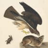 Audubon's Watercolors Pl. 372, Swainson's Hawk