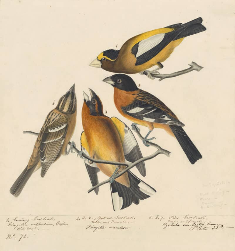 Audubon's Watercolors Pl. 373, Evening Grosbeak,  Black-headed Grosbeak, Pine Grosbeak