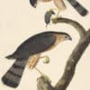 Audubon's Watercolors Pl. 374, Sharp-shinned Hawk