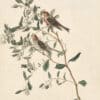 Audubon's Watercolors Pl. 375, Common Redpoll