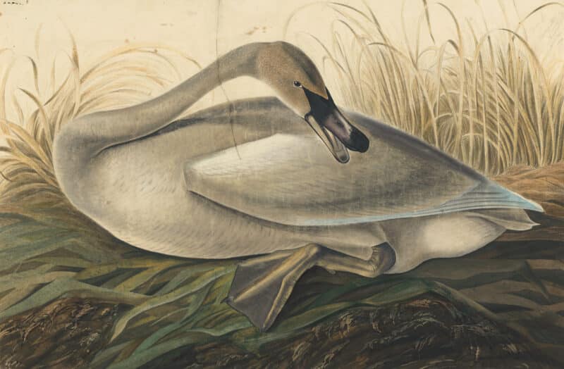 Audubon's Watercolors Pl. 376, Trumpeter Swan