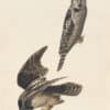 Audubon's Watercolors Pl. 378, Northern Hawk-Owl