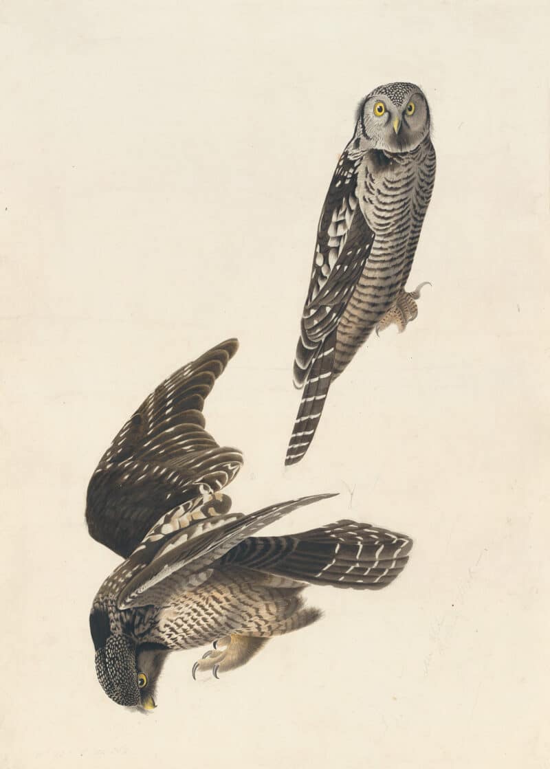 Audubon's Watercolors Pl. 378, Northern Hawk-Owl