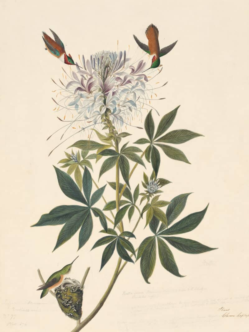Audubon's Watercolors Pl. 379, Rufous Hummingbird