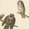 Audubon's Watercolors Pl. 380, Boreal Owl