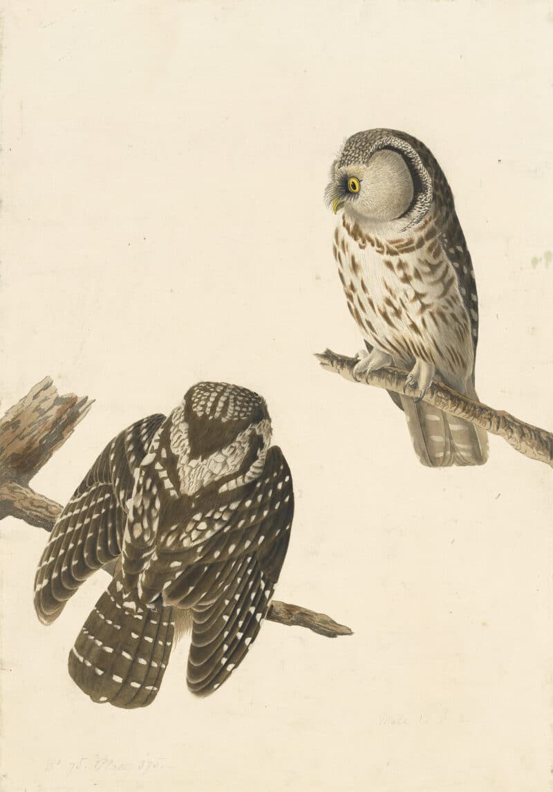 Audubon's Watercolors Pl. 380, Boreal Owl