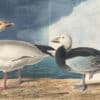 Audubon's Watercolors Pl. 381, Snow Goose