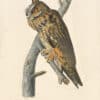 Audubon's Watercolors Pl. 383, Long-eared Owl