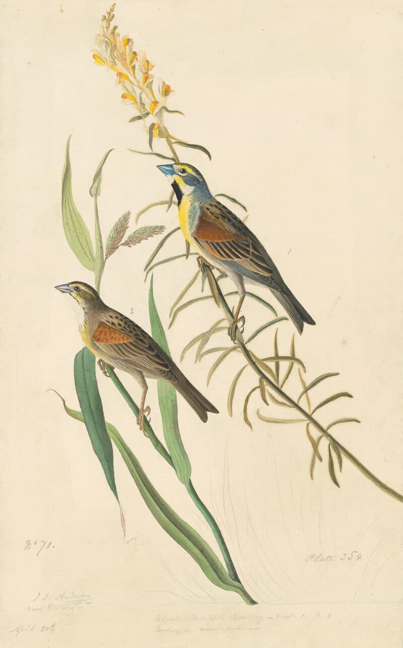 Audubon's Watercolors Pl. 384, Dickcissel