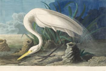 Audubon's Watercolors Pl. 386, White Heron