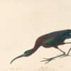 Audubon's Watercolors Pl. 387, Glossy Ibis