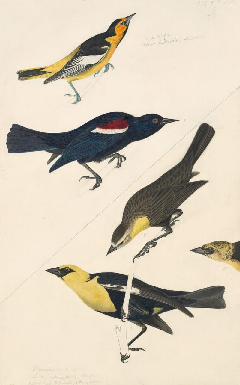 Audubon's Watercolors Pl. 388, Northern Oriole, Tricolored Blackbird, Yellow-headed Blackbird
