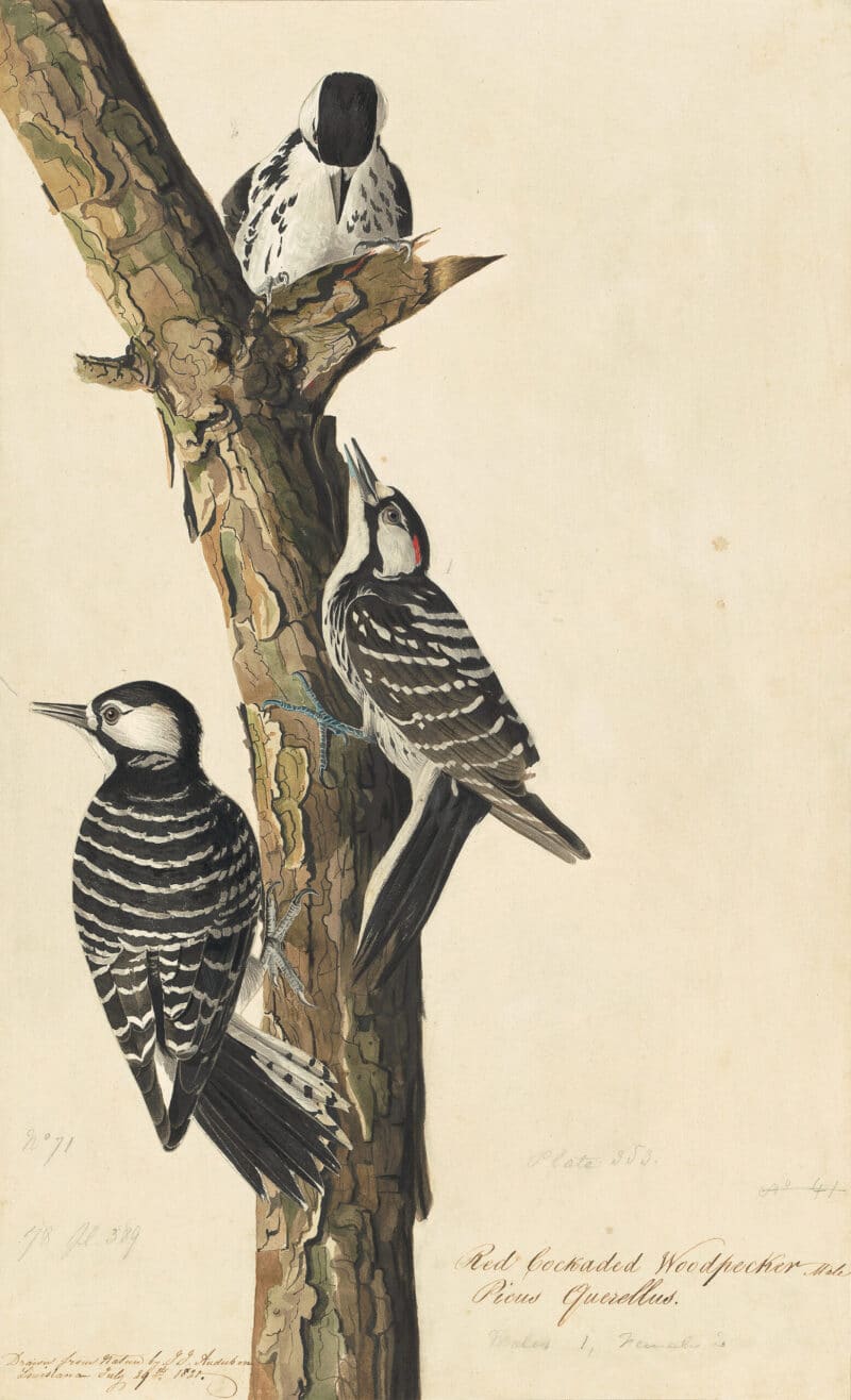 Audubon's Watercolors Pl. 389, Red-cockaded Woodpecker