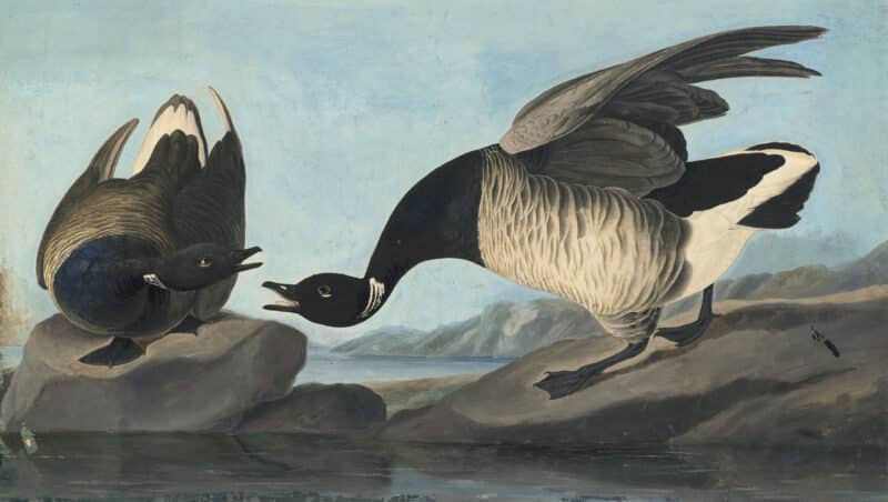 Audubon's Watercolors Pl. 391, Brant Goose