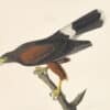 Audubon's Watercolors Pl. 392, Harris' Hawk