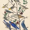 Audubon's Watercolors Pl. 393, Townsend's Warbler, Mountain Bluebird, Western Bluebird, et al